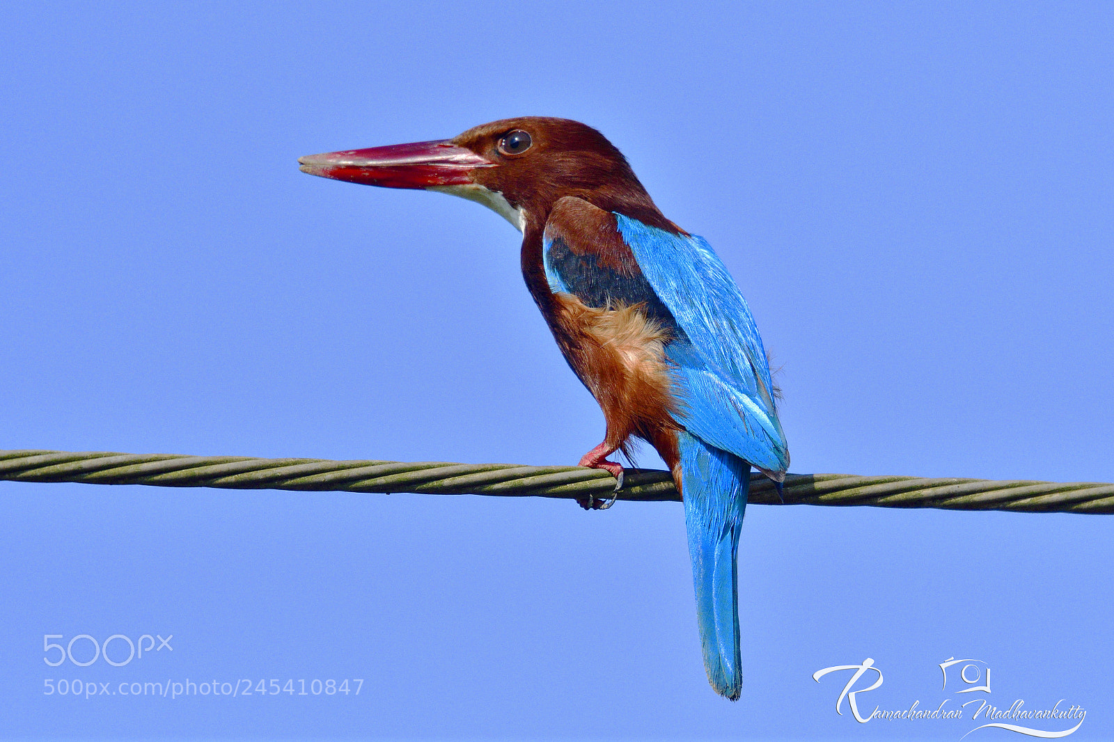 Nikon D500 sample photo. White-throated king fisher photography
