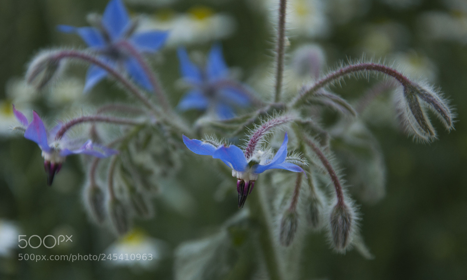 Nikon D90 sample photo. Flower photography