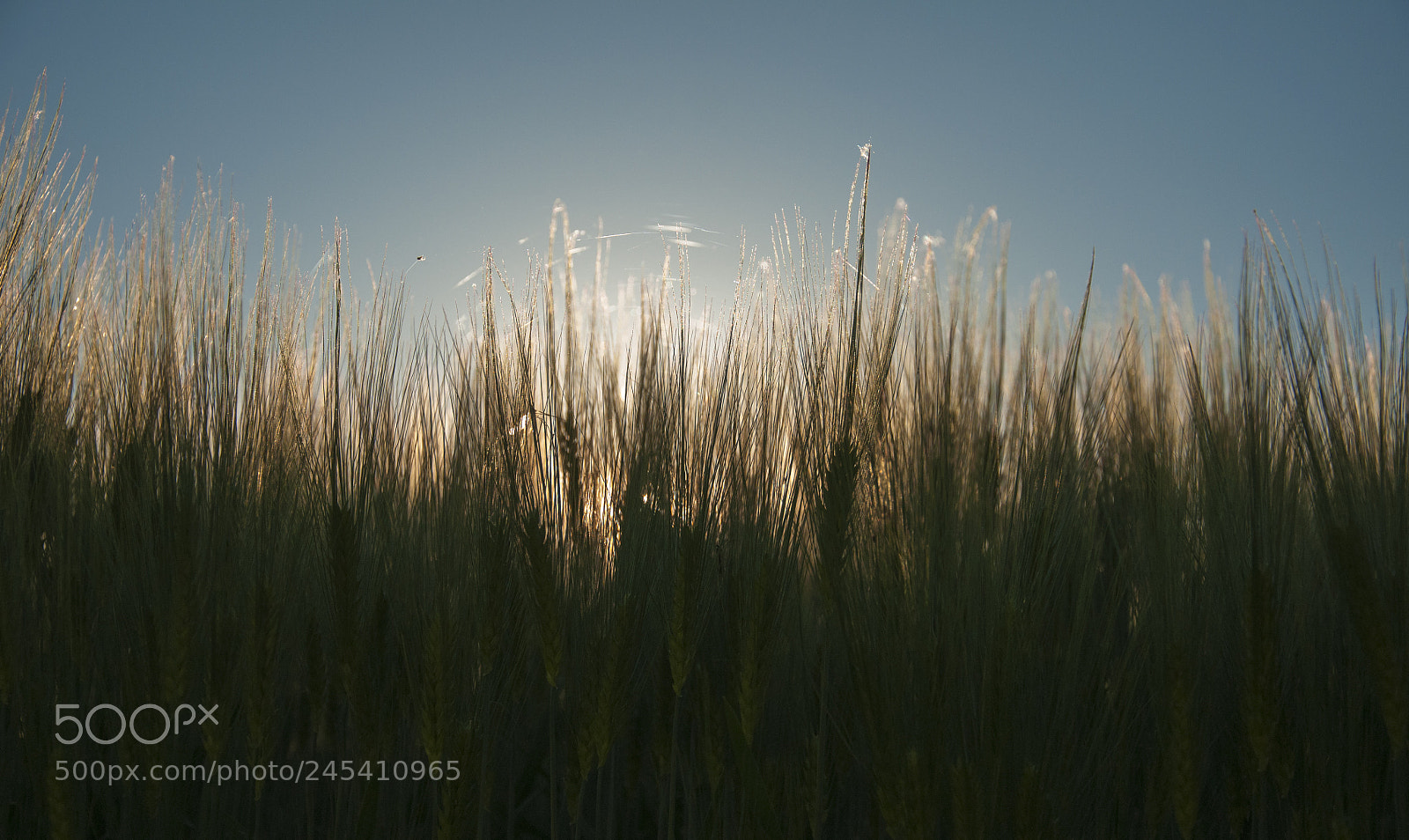 Nikon D90 sample photo. Wheat field photography