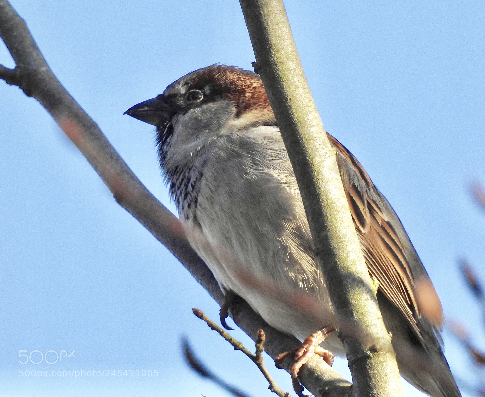 Nikon Coolpix P900 sample photo. House sparrow photography