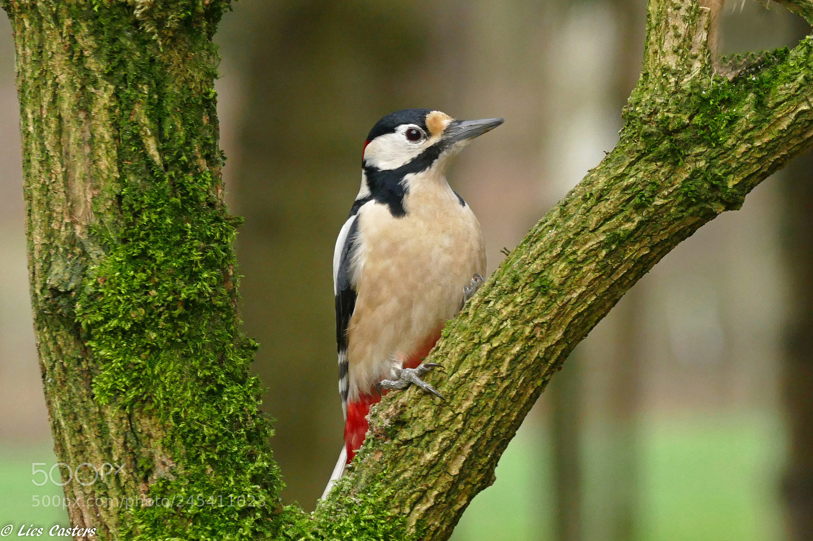 Panasonic Lumix DMC-FZ1000 sample photo. Spotted woodpecker ! photography