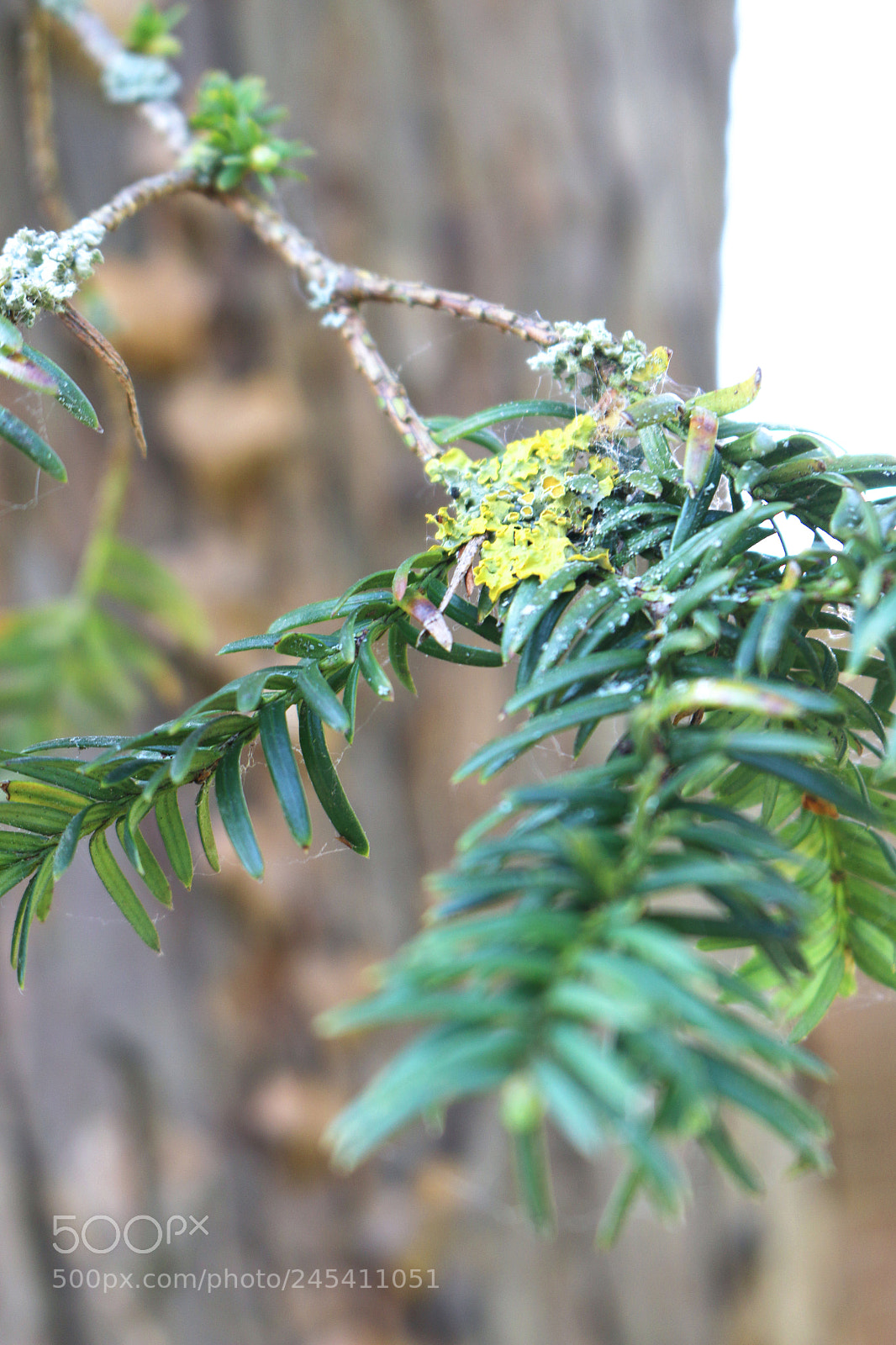 Canon EOS 70D sample photo. Evergreen leaves photography