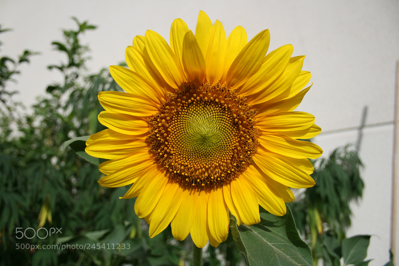 Canon EF-S 18-55mm F3.5-5.6 II sample photo. Girasol 2 photography