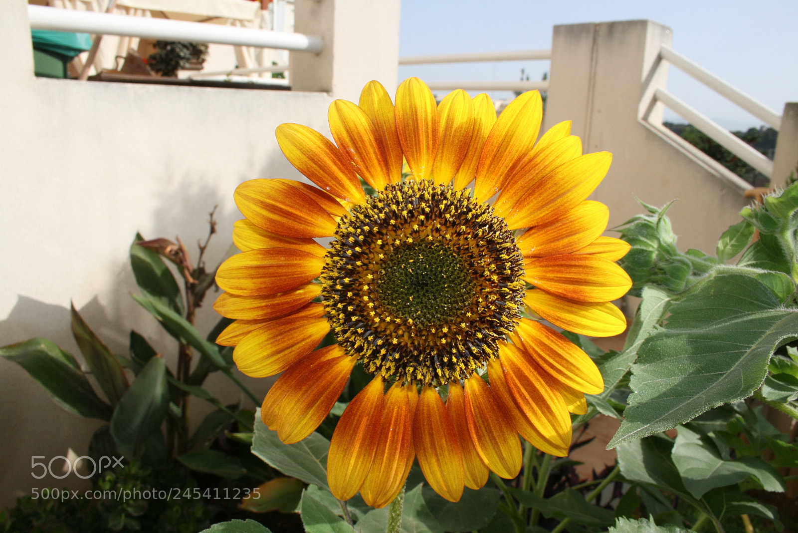 Canon EF-S 18-55mm F3.5-5.6 II sample photo. Girasol 3 photography