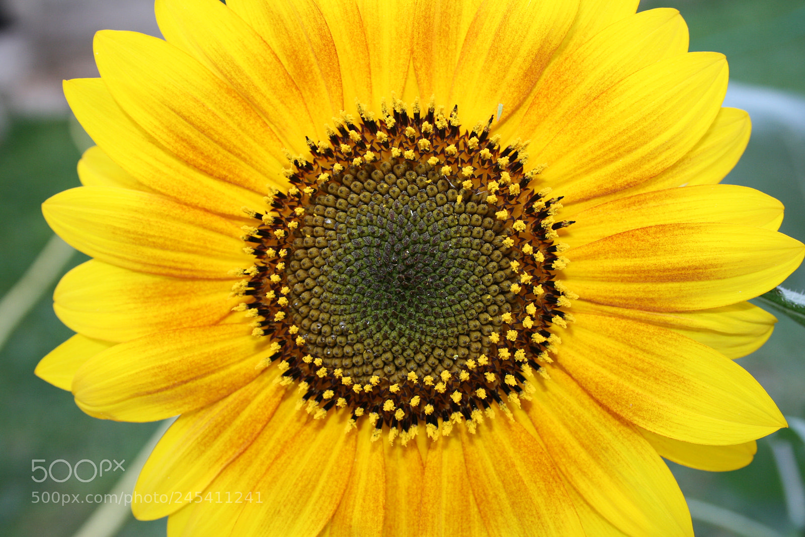 Canon EF-S 18-55mm F3.5-5.6 II sample photo. Girasol 1 photography