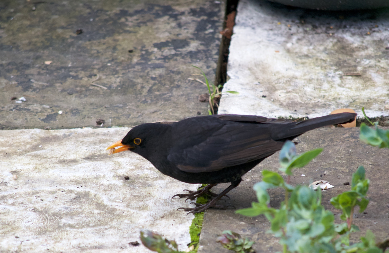 Nikon D3100 sample photo. Blackbird finding food photography