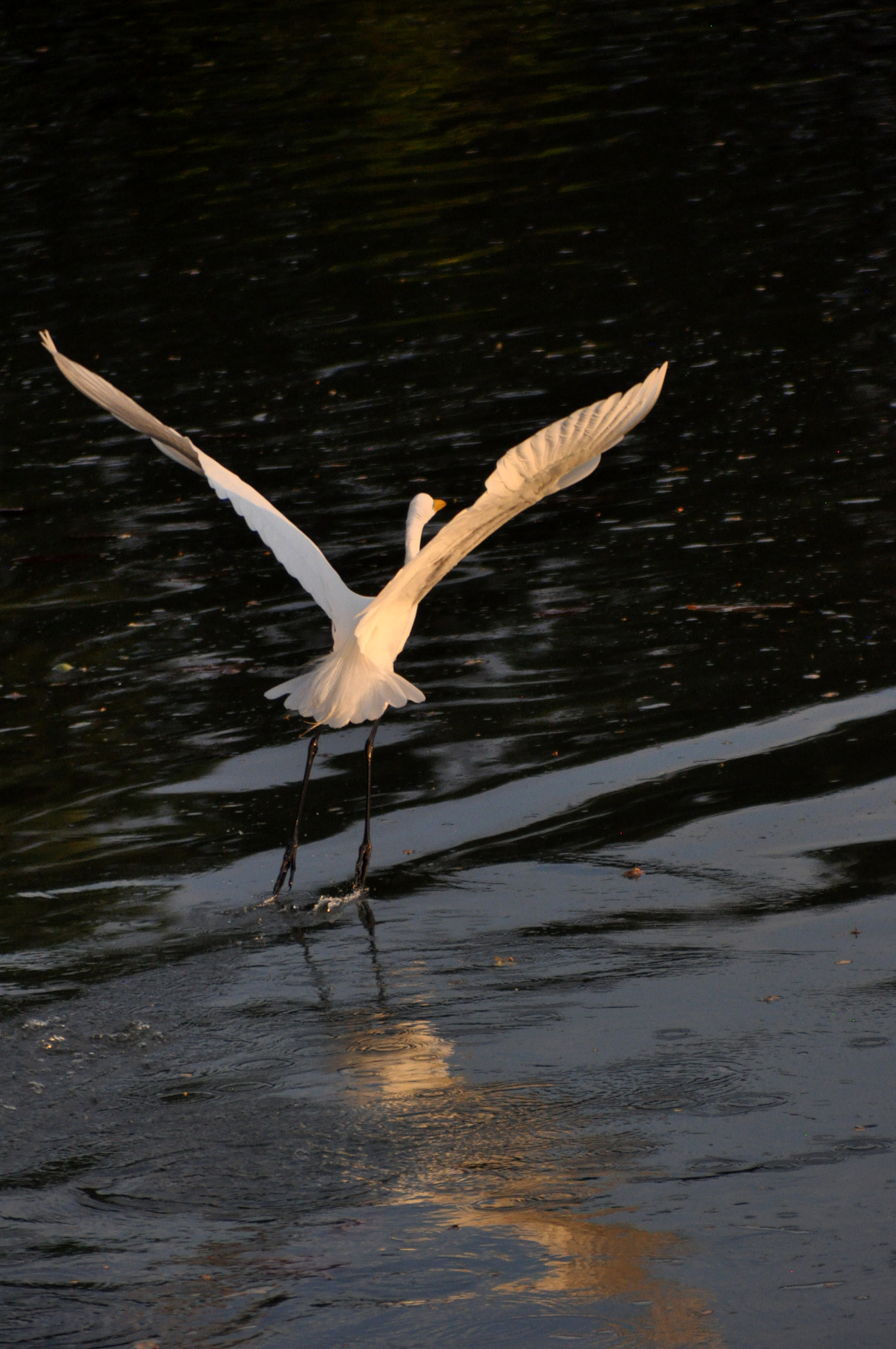 Nikon D90 sample photo. Tomando vuelo photography