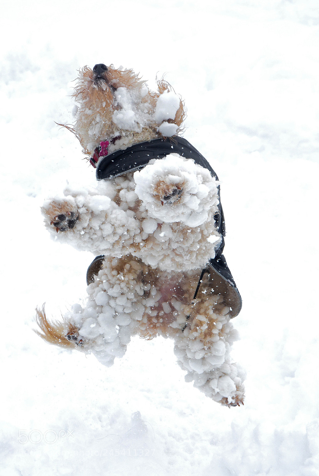 Nikon D5100 sample photo. Snow dog photography