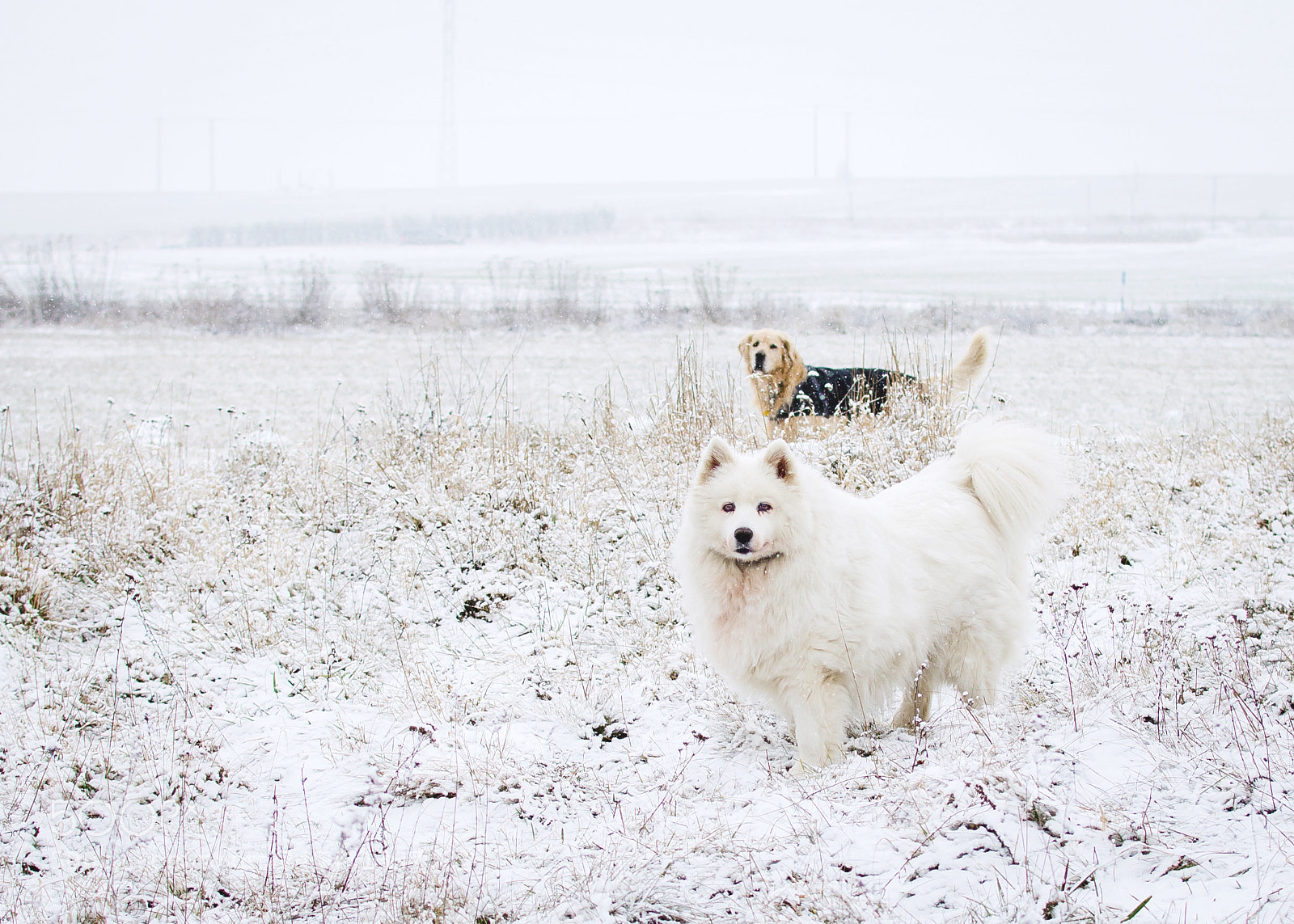 Nikon D5100 sample photo. Hello dogs! photography