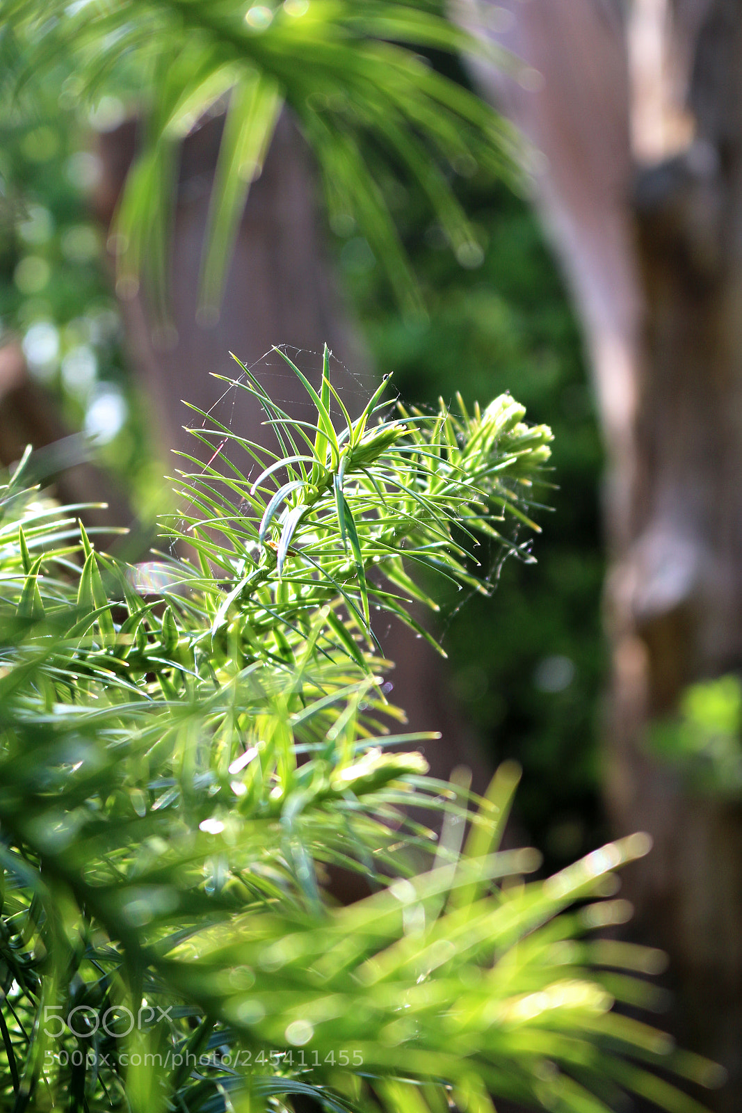 Canon EOS 70D sample photo. Greenery on trees photography