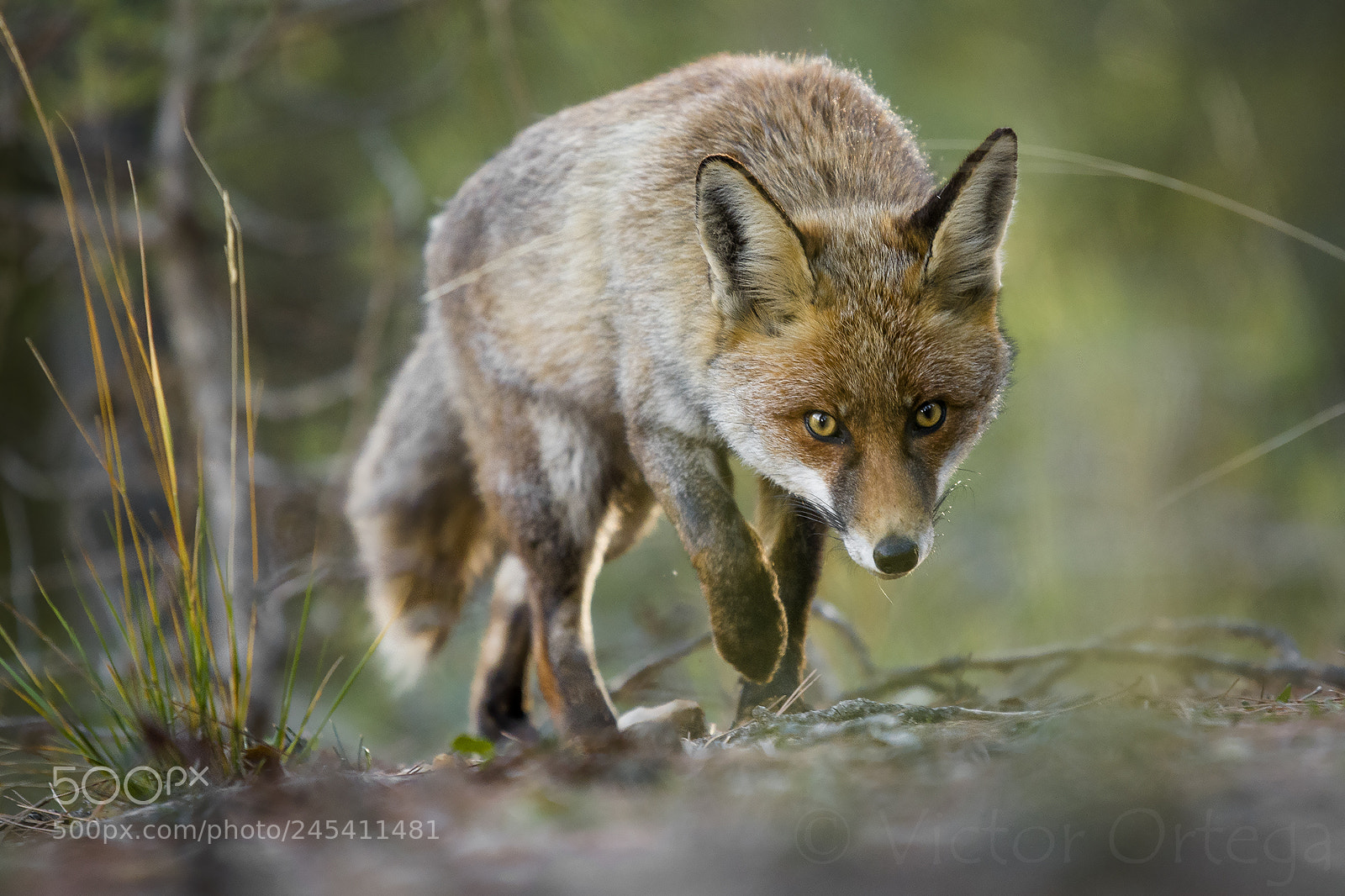Nikon D500 sample photo. Fox on a mission photography