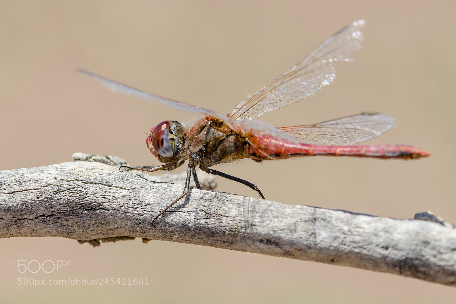 Nikon D5100 sample photo. Drgnfly photography