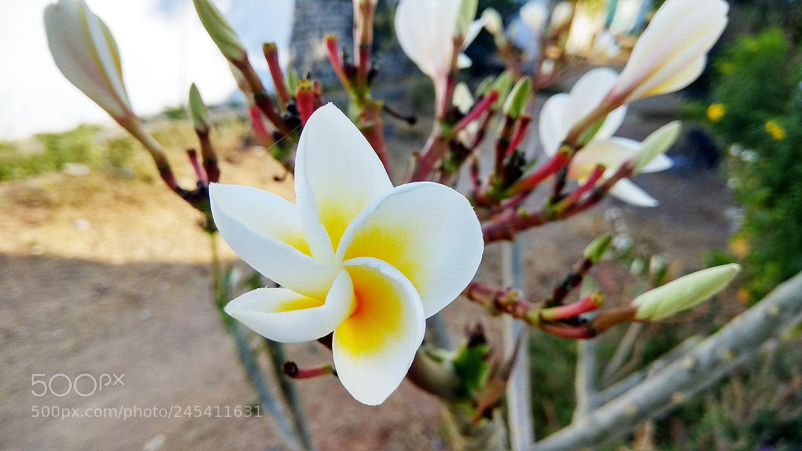 Xiaomi Redmi Note 4 sample photo. White and yellow flower photography