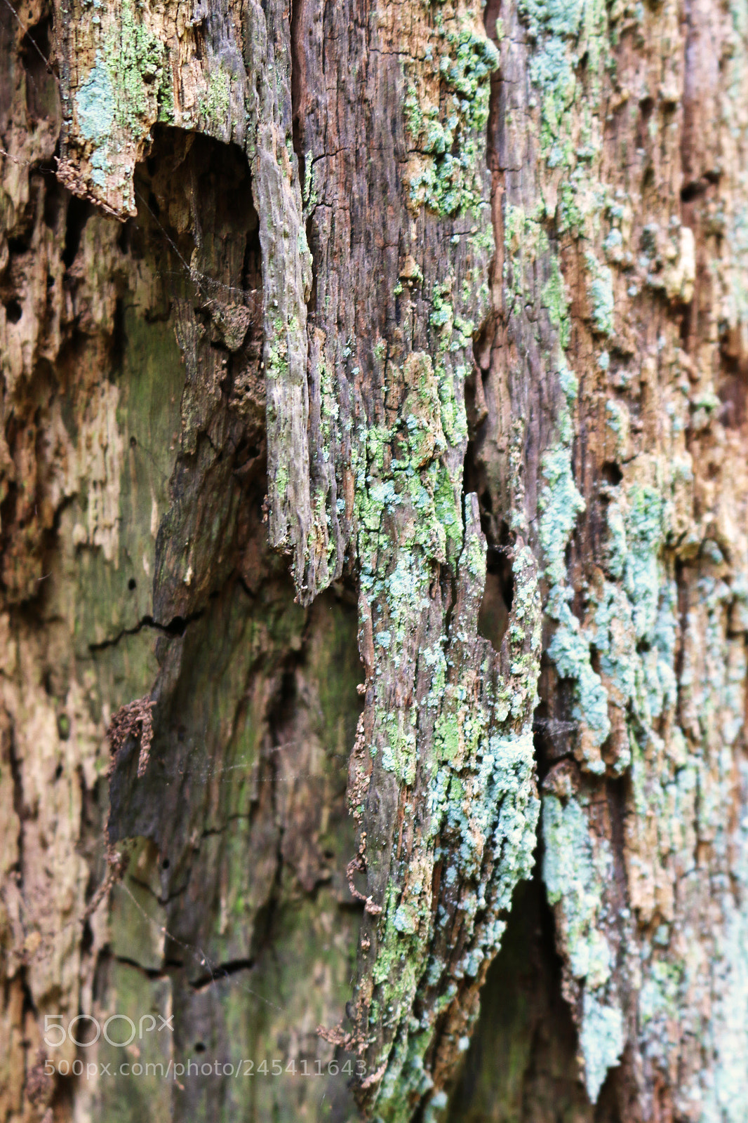 Canon EOS 70D sample photo. Tree bark patterns photography