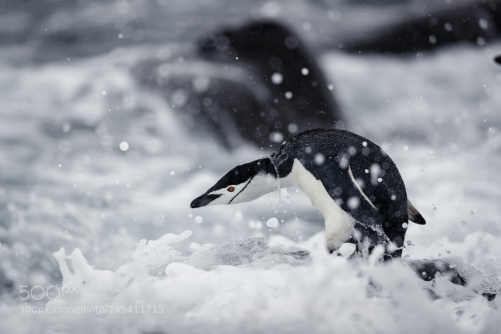 Canon EOS-1D X Mark II sample photo. Pingu ino barbijo saltando photography