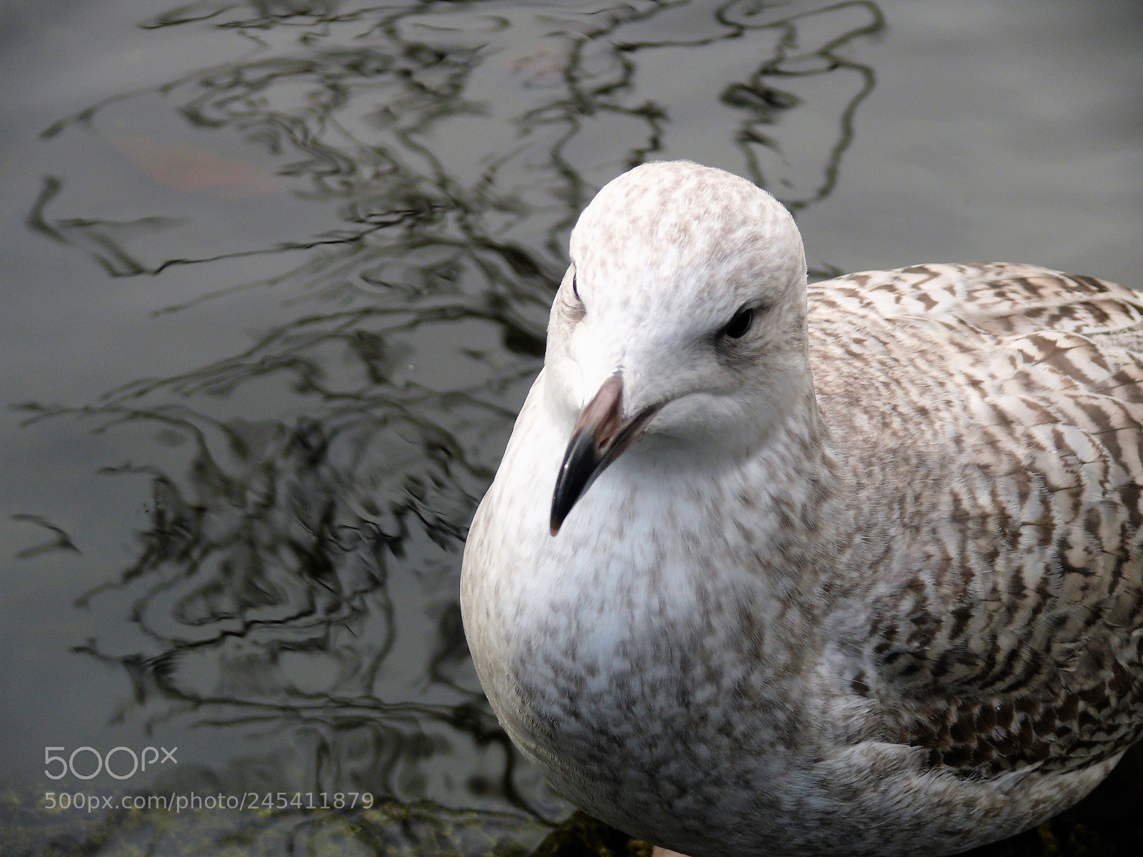 Panasonic DMC-FZ50 sample photo. Seagull in st stephen's photography