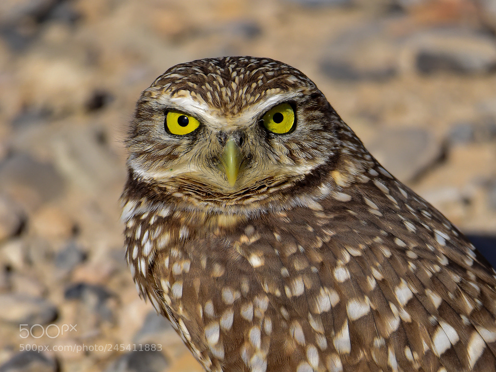 Nikon D810 sample photo. Burrowing owl photography