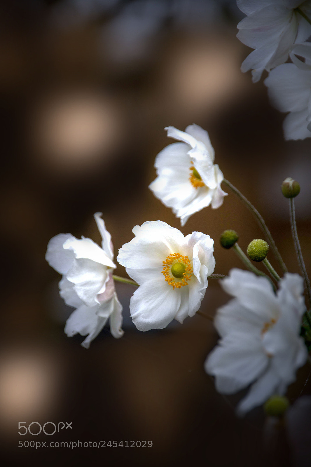 Canon EOS 750D (EOS Rebel T6i / EOS Kiss X8i) sample photo. Windflowers photography