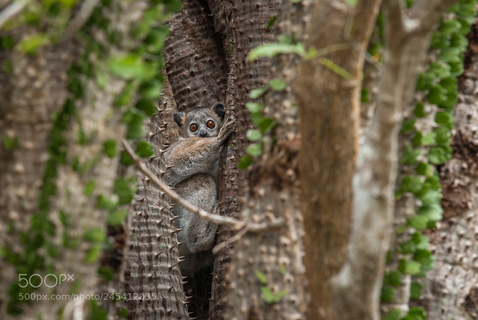 Nikon D200 sample photo. White footed sportive lemur photography