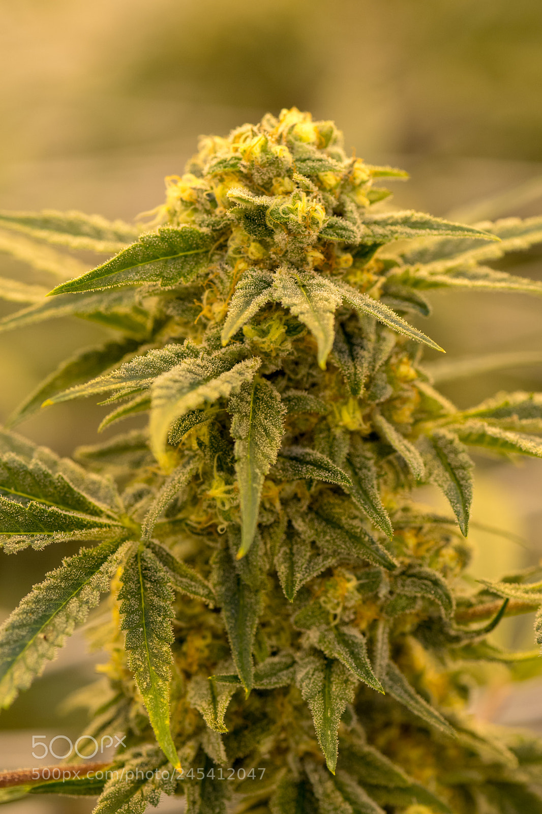 Nikon D7500 sample photo. Cannabis plant 11 photography