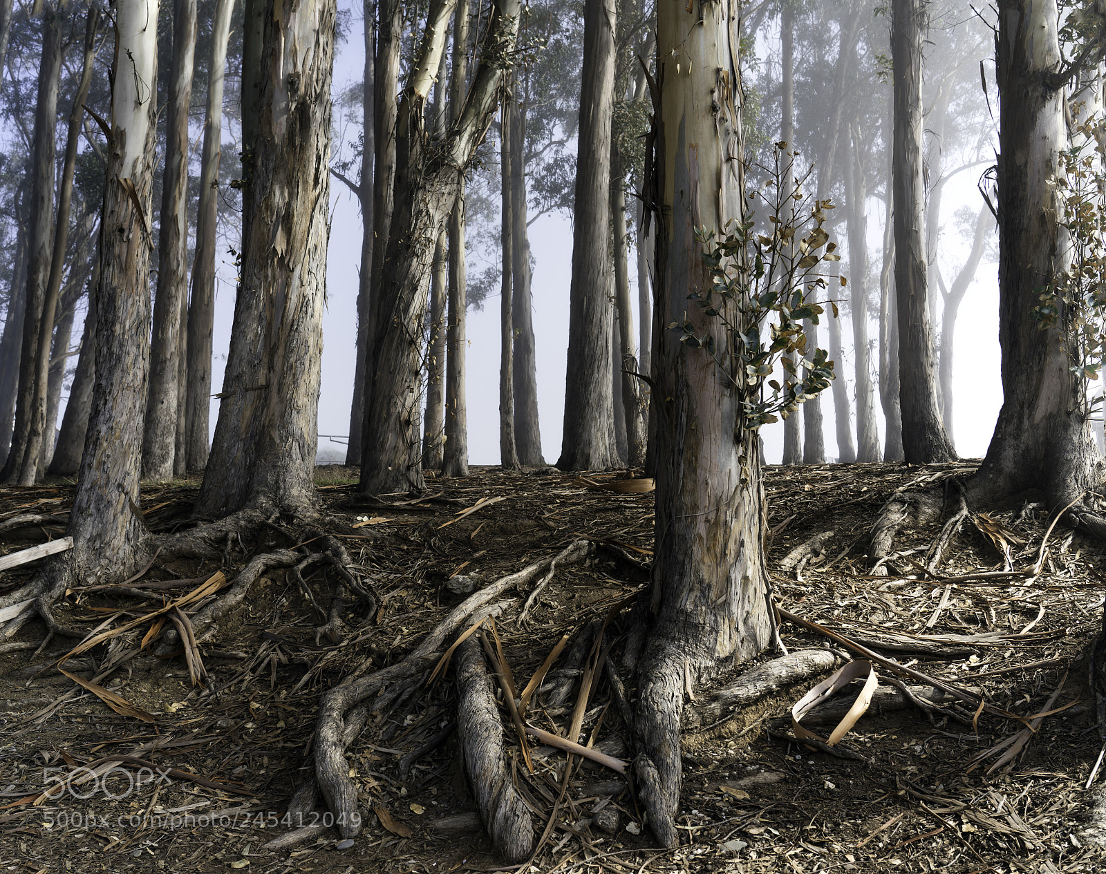 Sony a7R II sample photo. Eucalyptus grove photography
