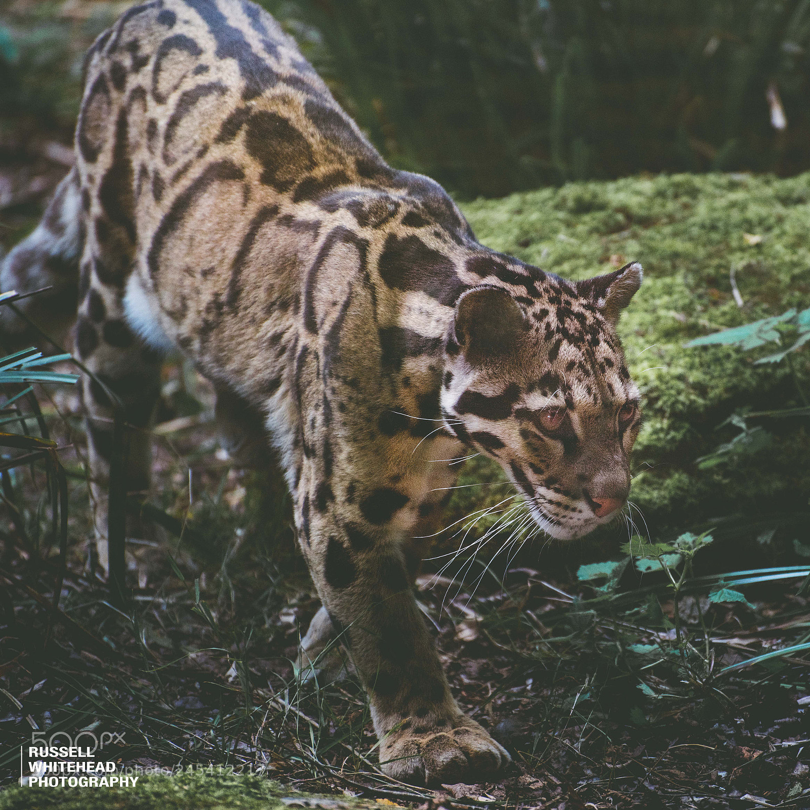 Nikon D810 sample photo. Leopard's journey photography