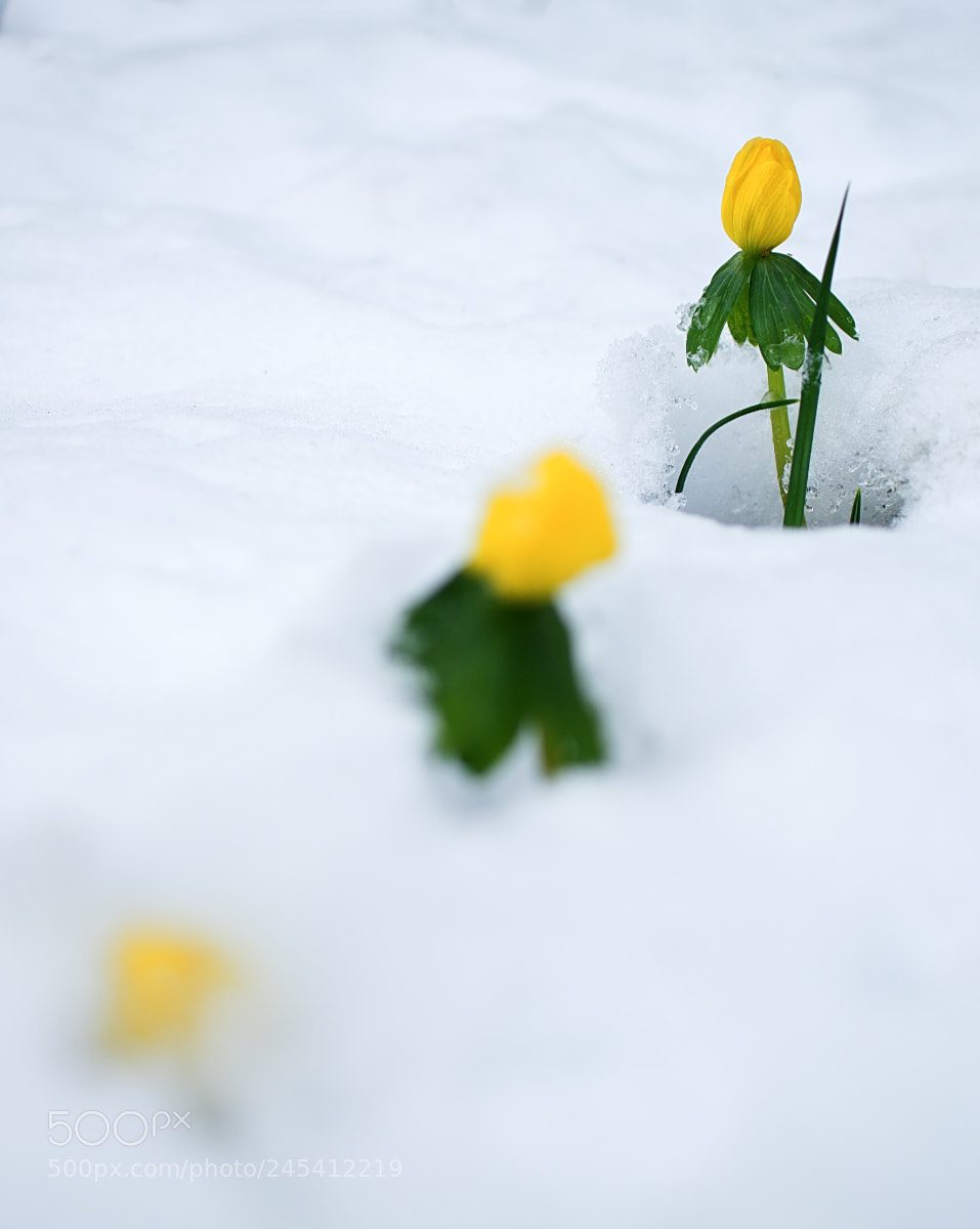 Olympus PEN-F sample photo. Trilogy of winter aconite photography