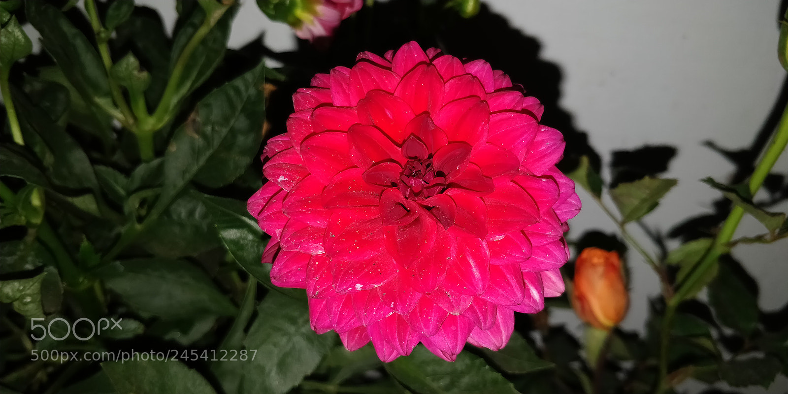 OnePlus 5T sample photo. Untitled photography