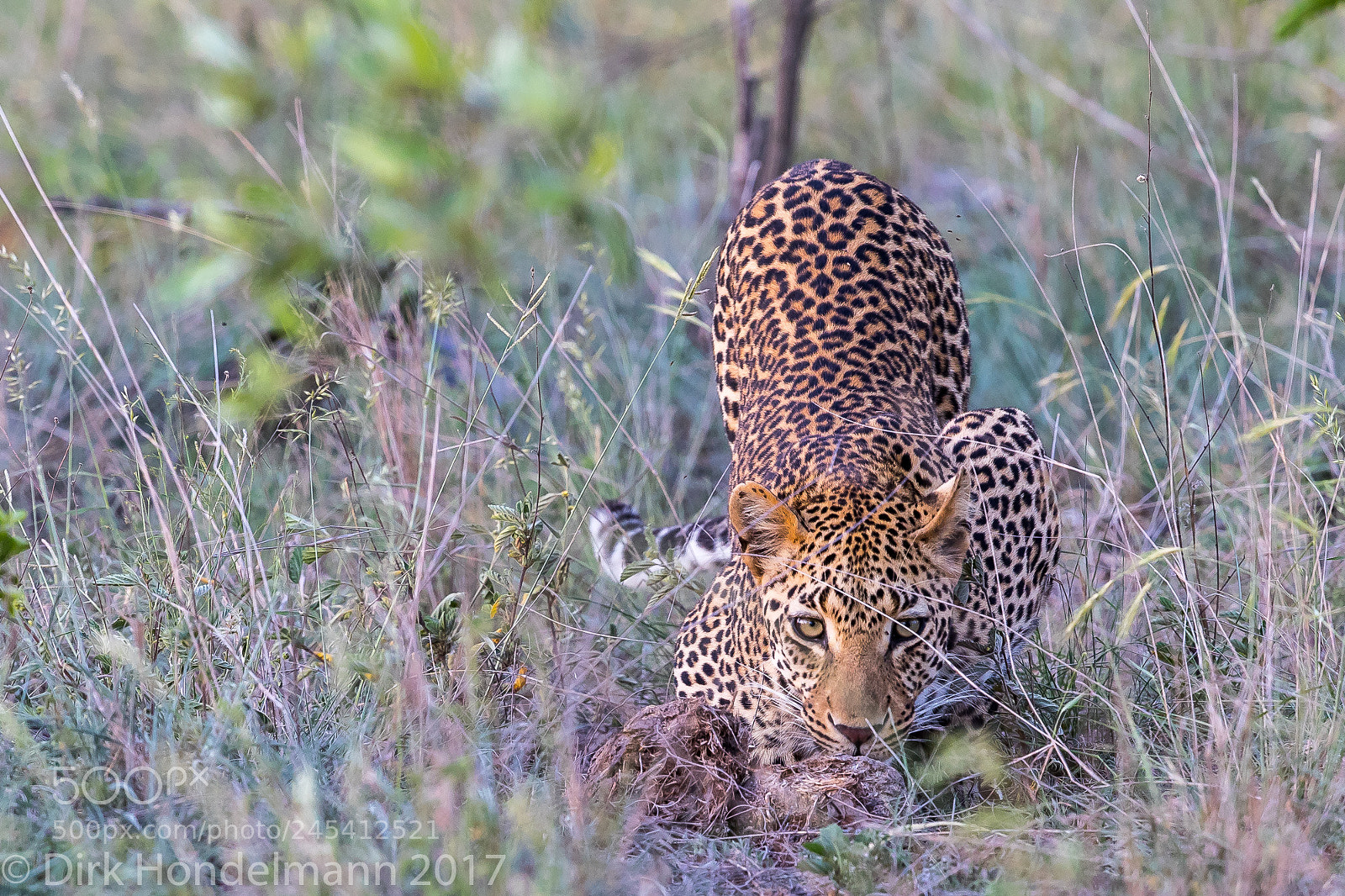 Canon EOS-1D X Mark II sample photo. On the hunt photography
