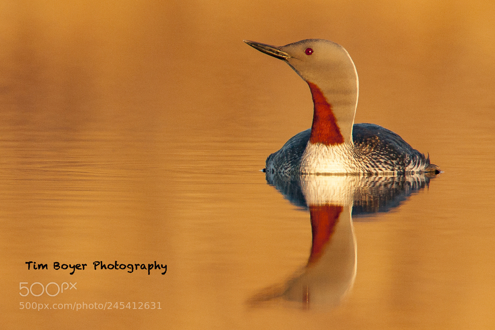 Canon EOS-1D Mark II sample photo. Red throated loon photography