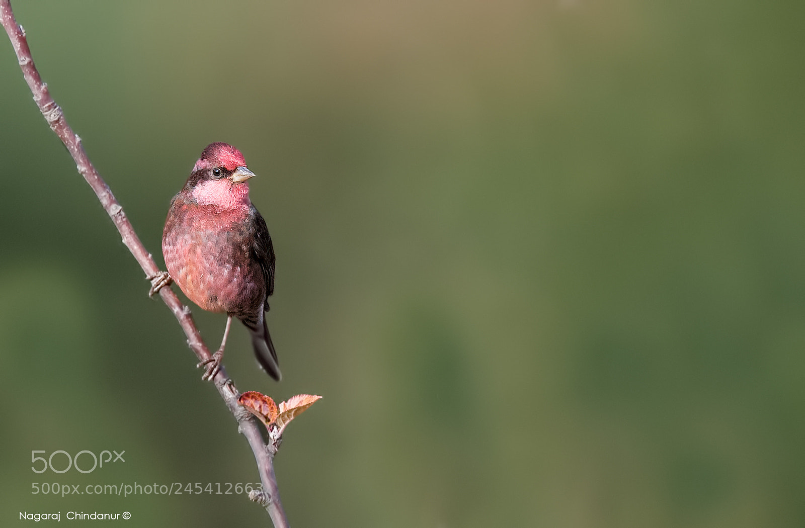 Nikon D5 sample photo. Darkbreasted rosefinch photography