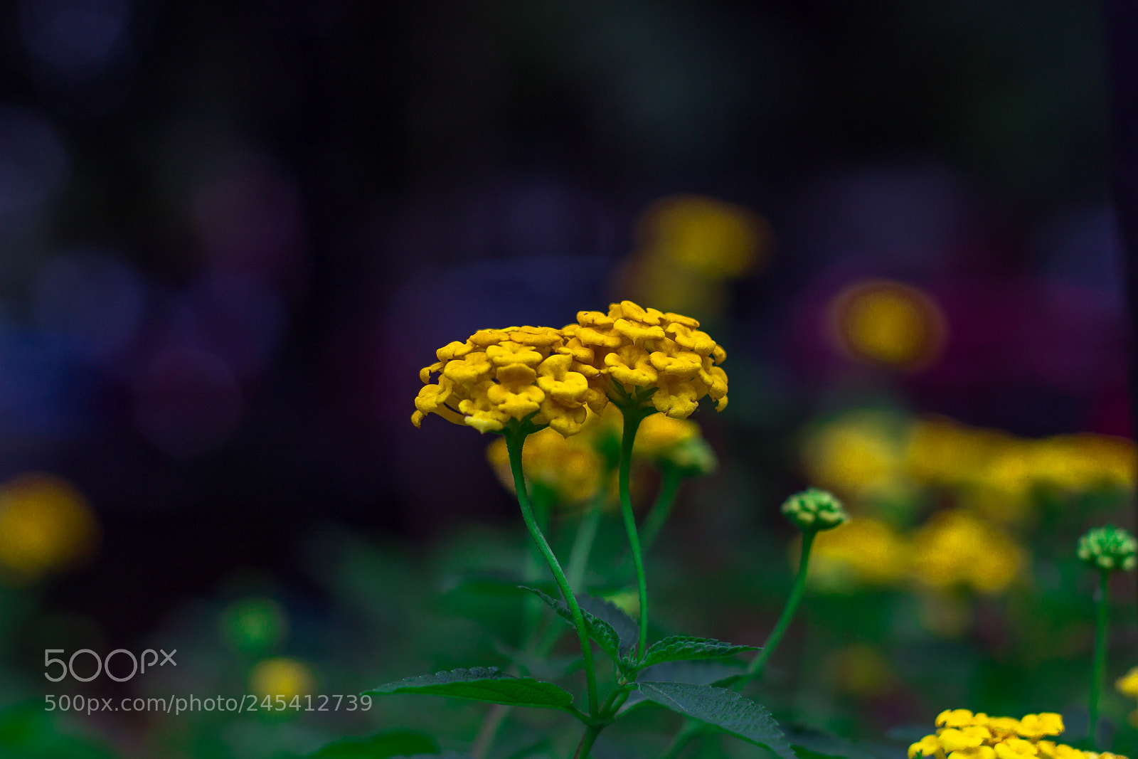 Canon EOS 600D (Rebel EOS T3i / EOS Kiss X5) sample photo. Yellow lantana photography