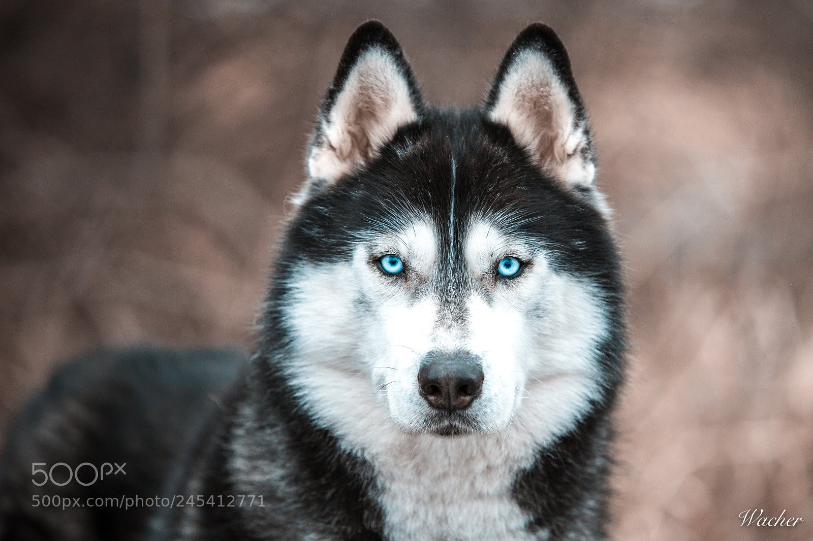 Canon EOS-1D X sample photo. Sibiran husky photography