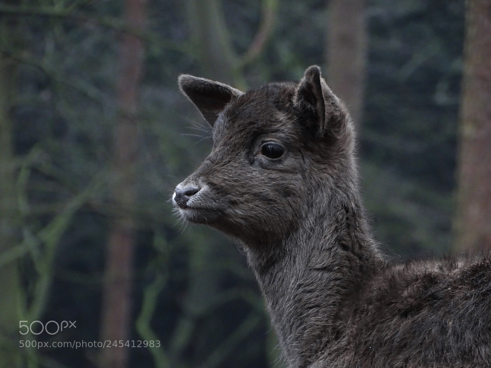 Sony Cyber-shot DSC-HX400V sample photo. Schwarzes damwild photography