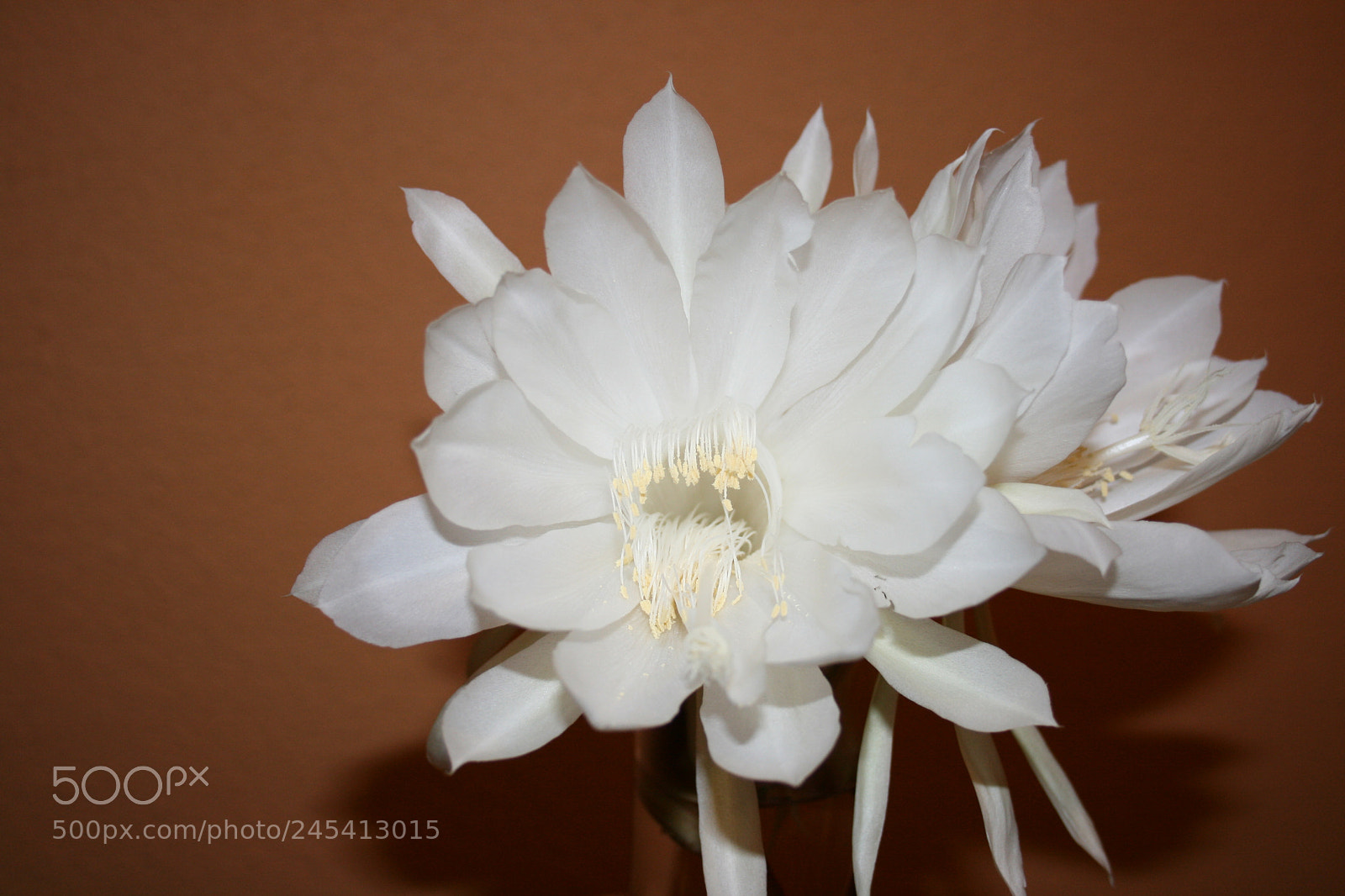 Canon EF-S 18-55mm F3.5-5.6 II sample photo. Moon flower photography