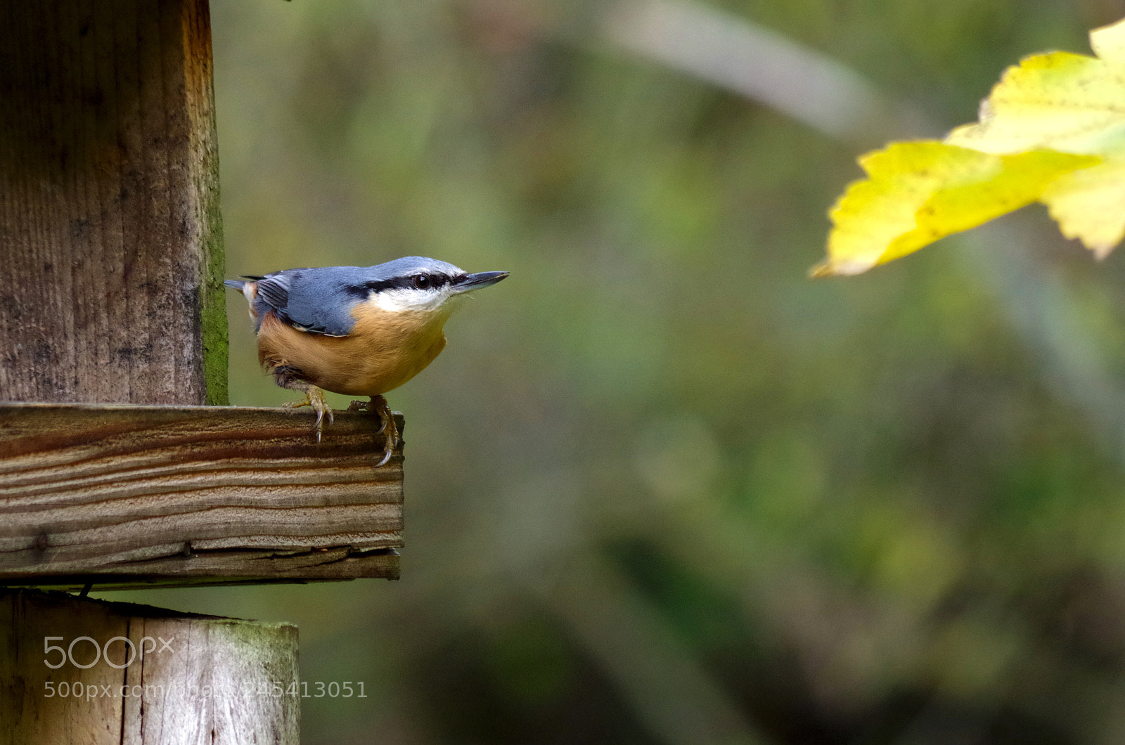 Pentax K-500 sample photo. Eurasian nuthatch on a photography