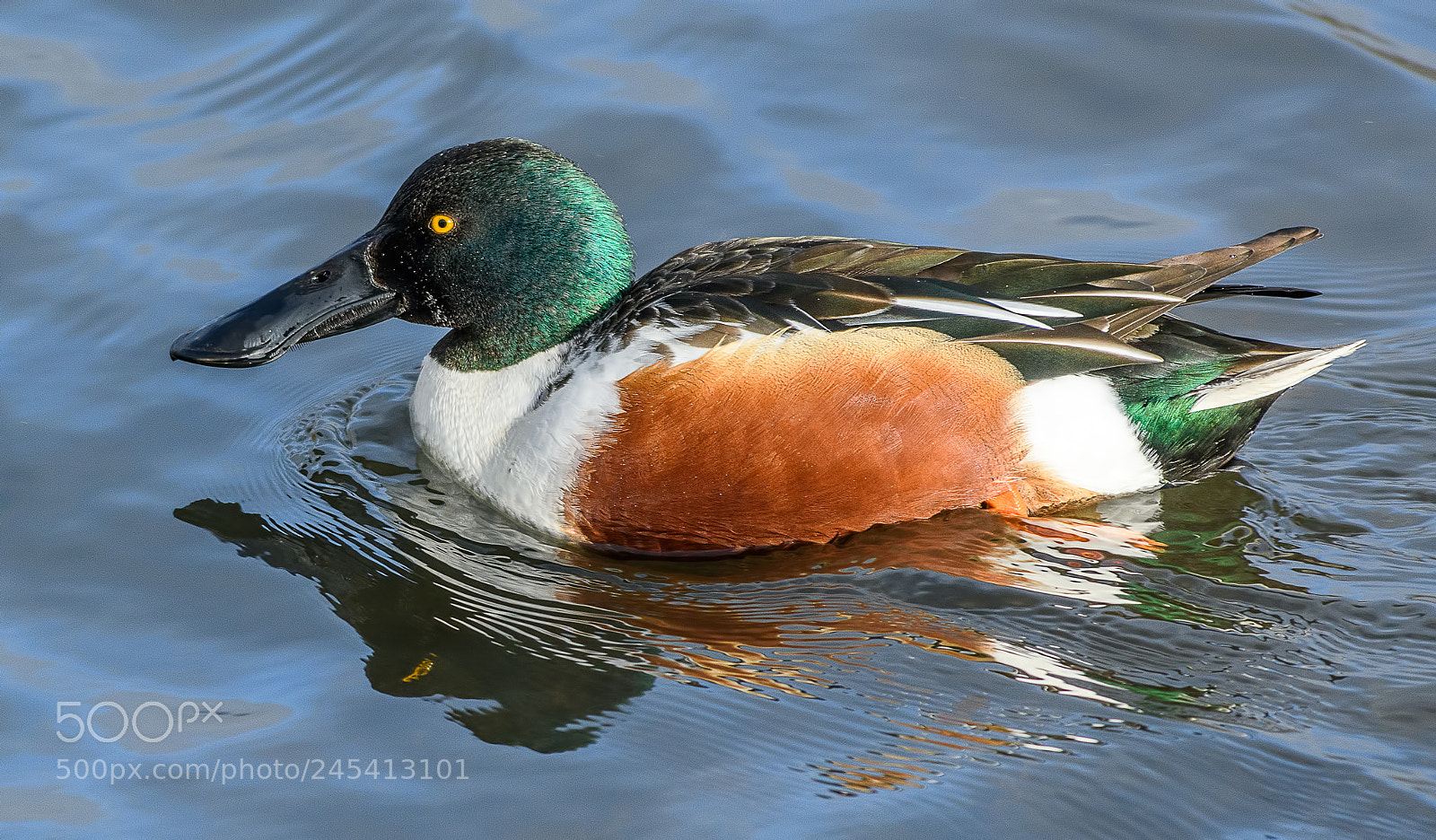 Nikon D850 sample photo. Male shoveler at rspb photography