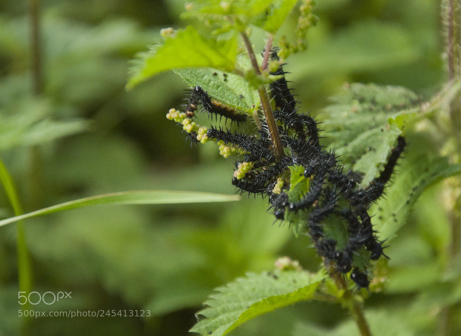 Nikon D90 sample photo. Black caterpillars photography
