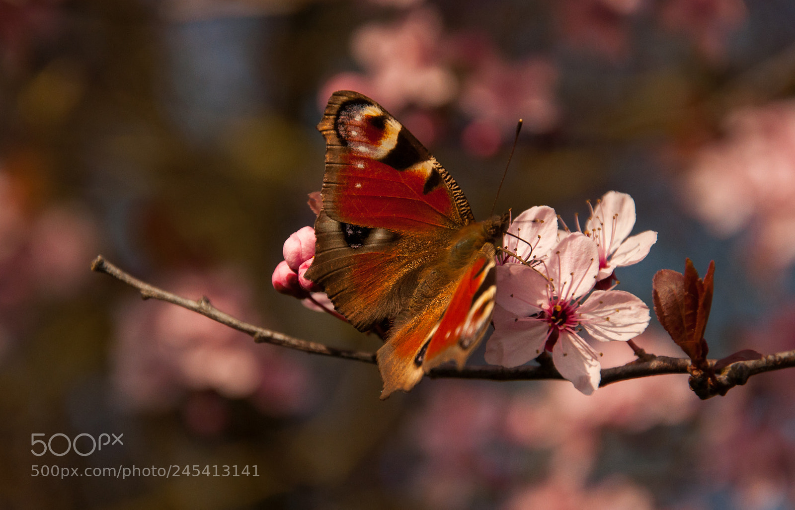Nikon D90 sample photo. Butterfly photography