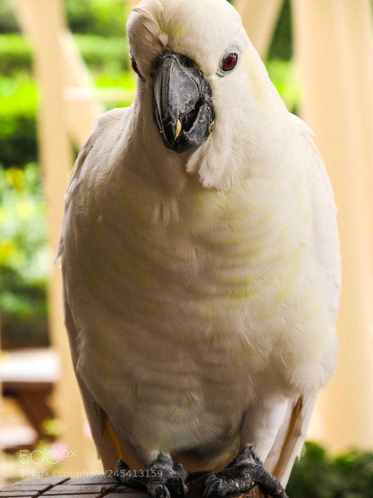 Canon PowerShot SX130 IS sample photo. White macaw photography