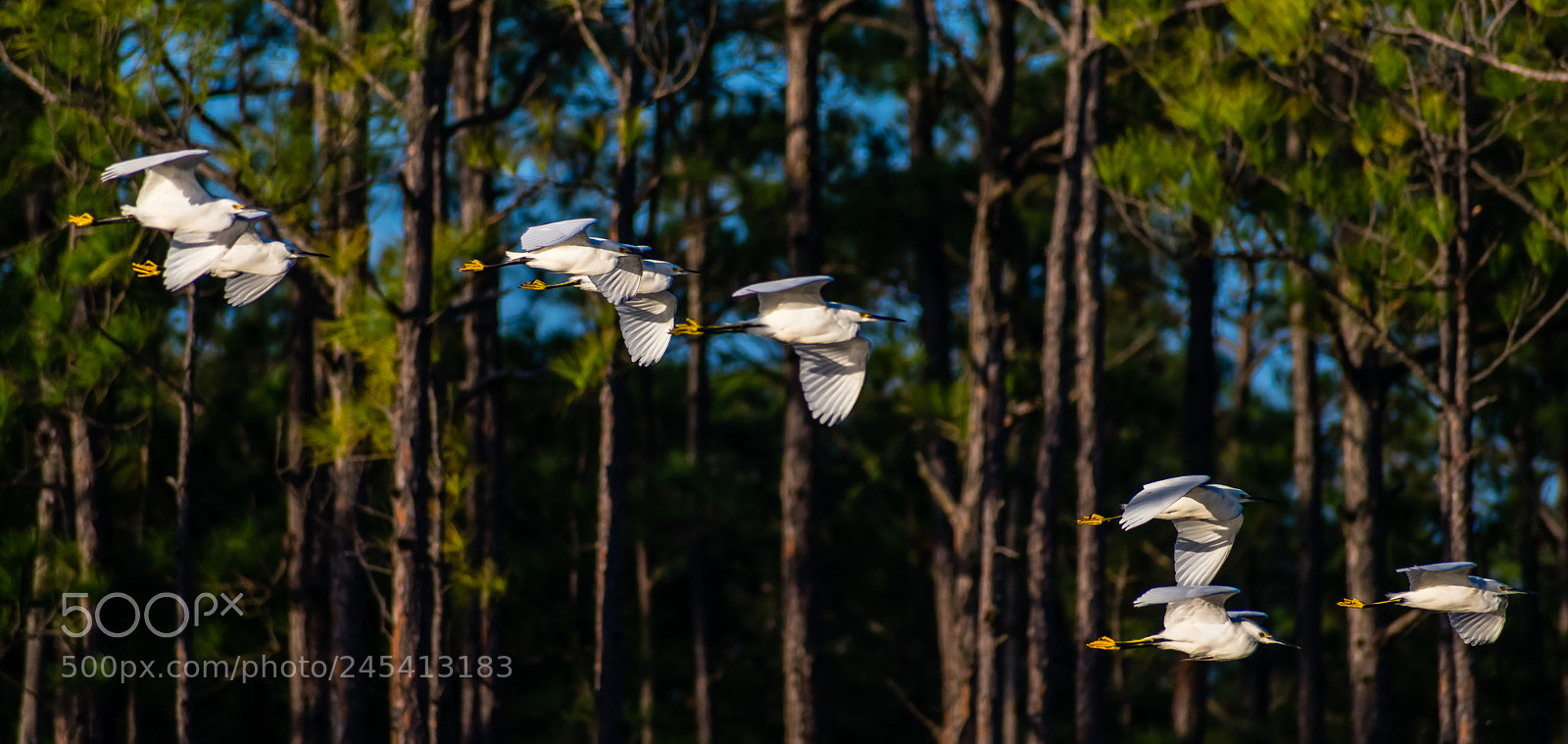 Nikon D3400 sample photo. Early morning flight!!! photography