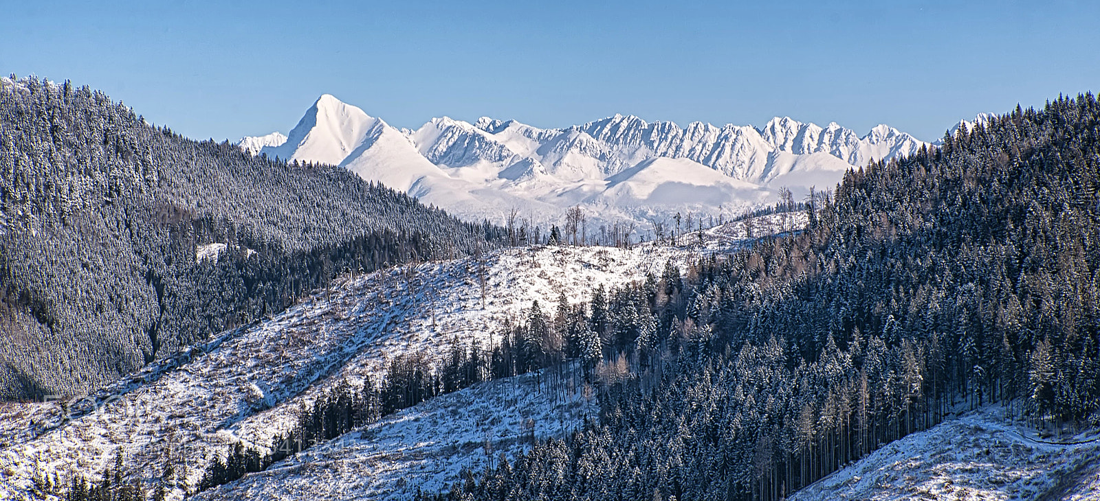 Nikon D610 sample photo. Winter framing photography