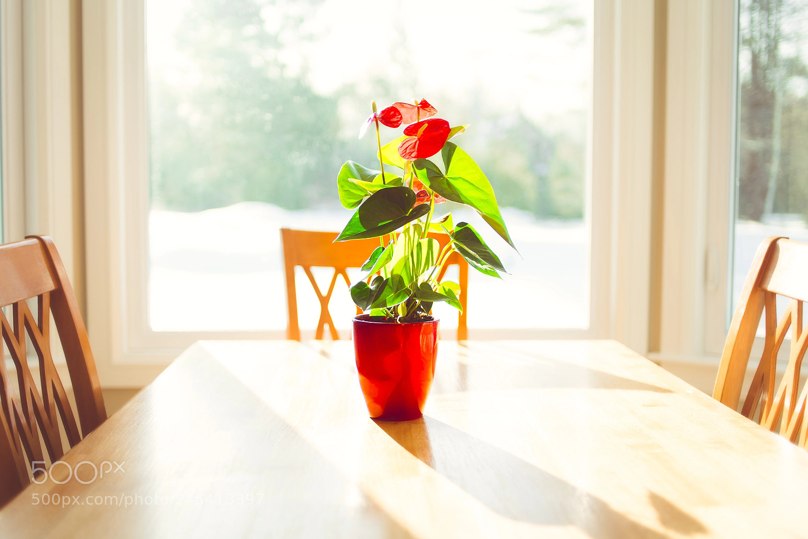 Sony a7R III sample photo. Simplicity photography