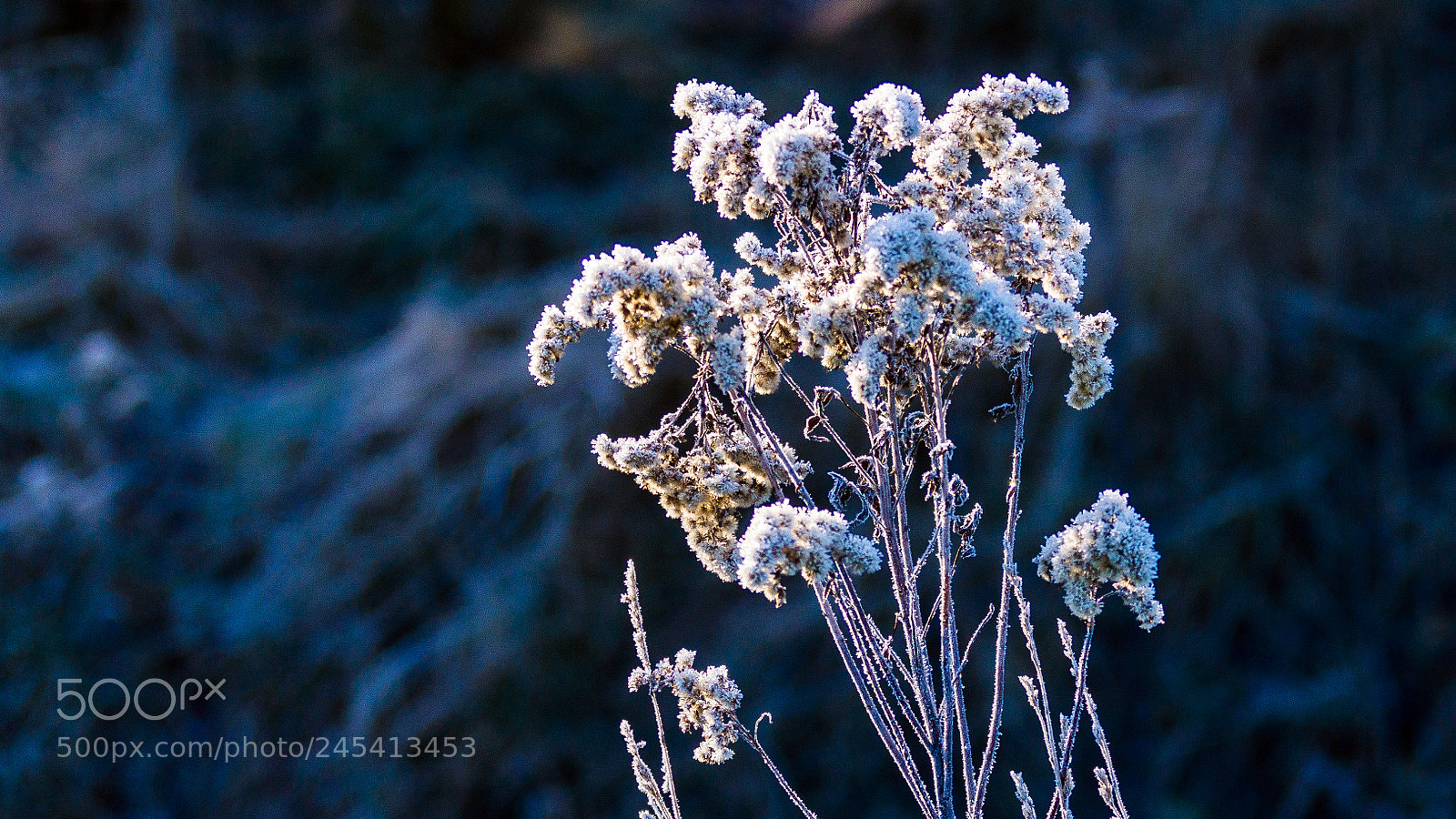 Sony SLT-A77 sample photo. Winter afternoon photography