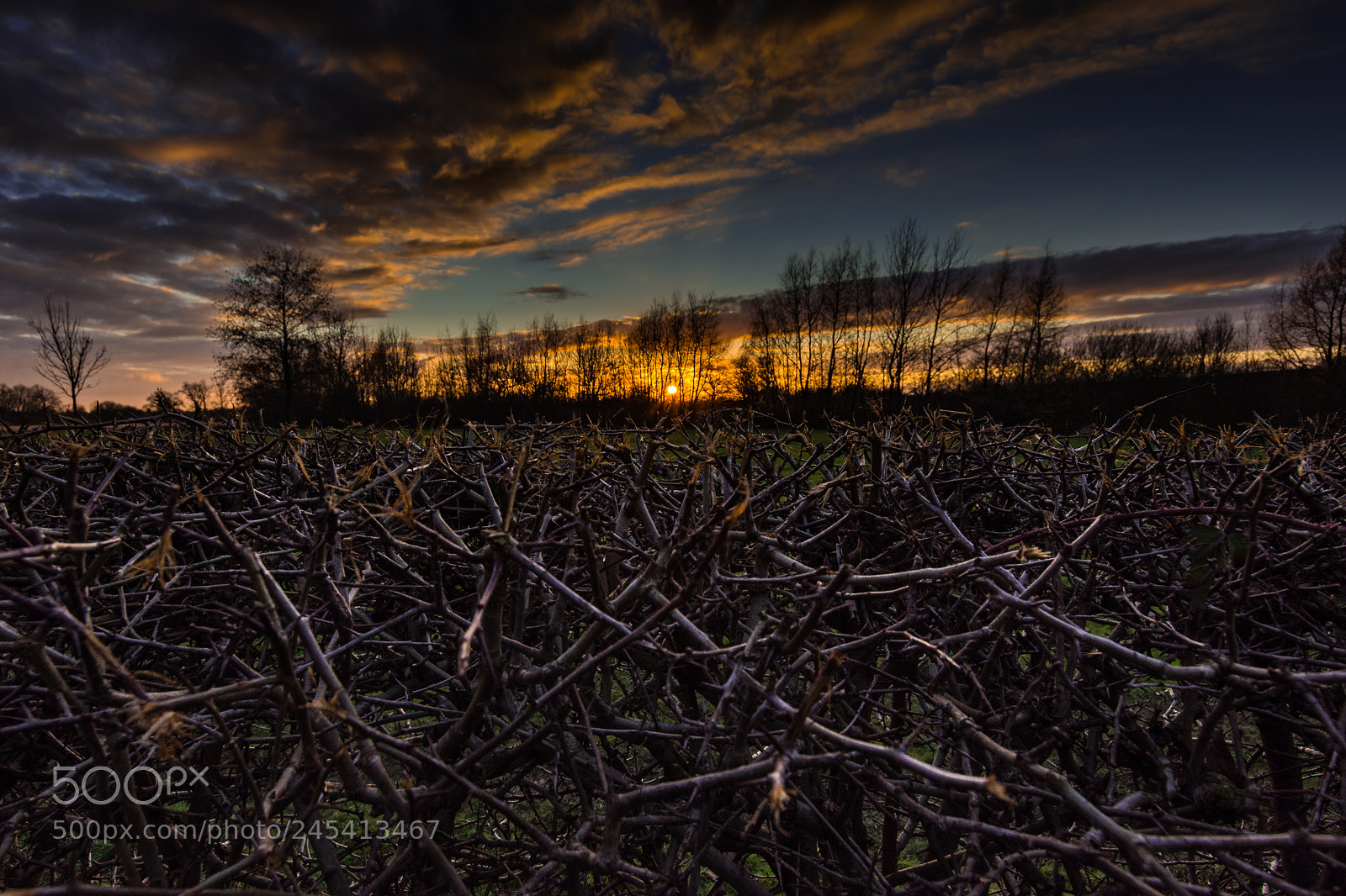 Nikon D7200 sample photo. Sunset over the hedge photography