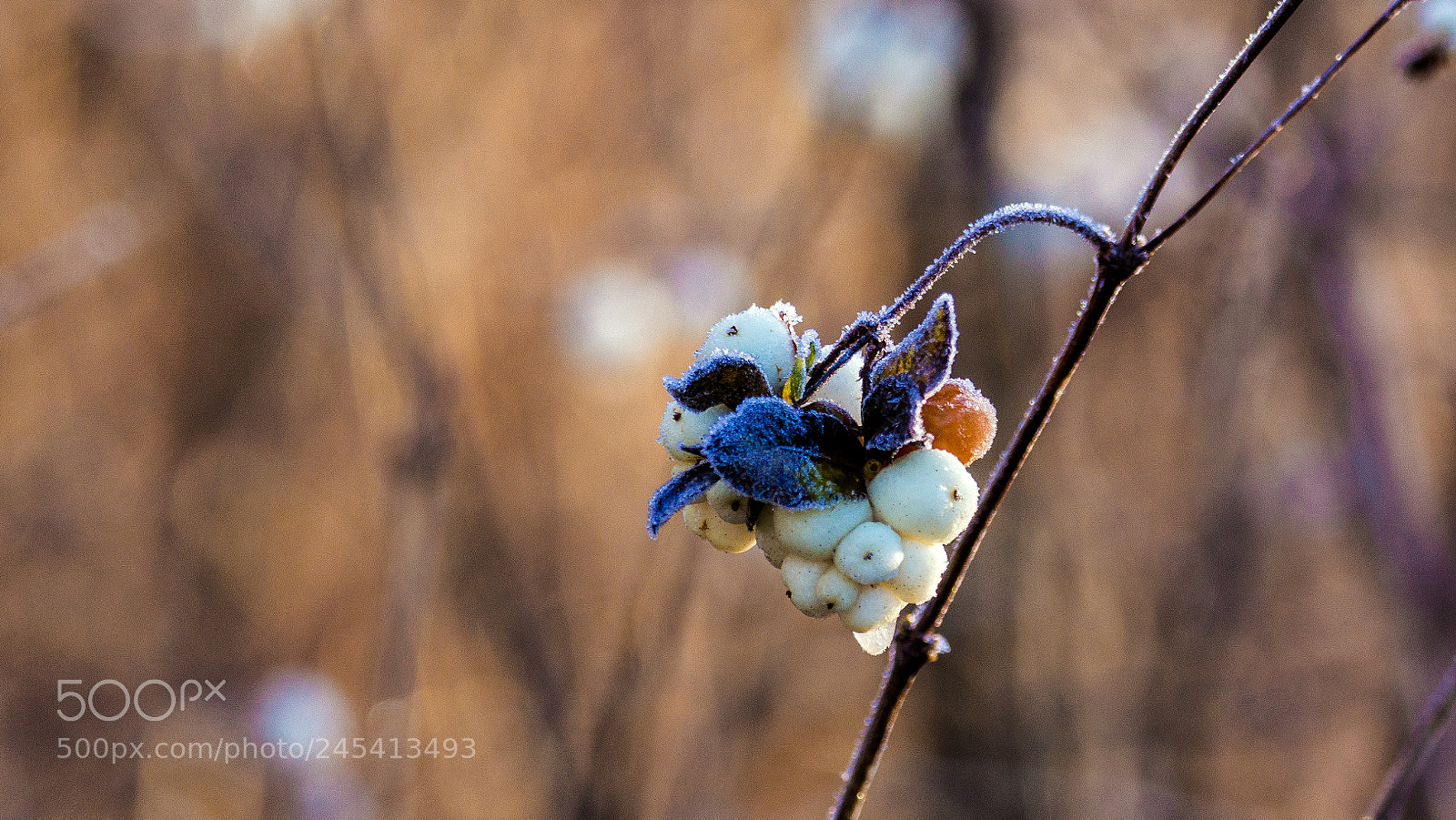 Sony SLT-A77 sample photo. Winter afternoon photography