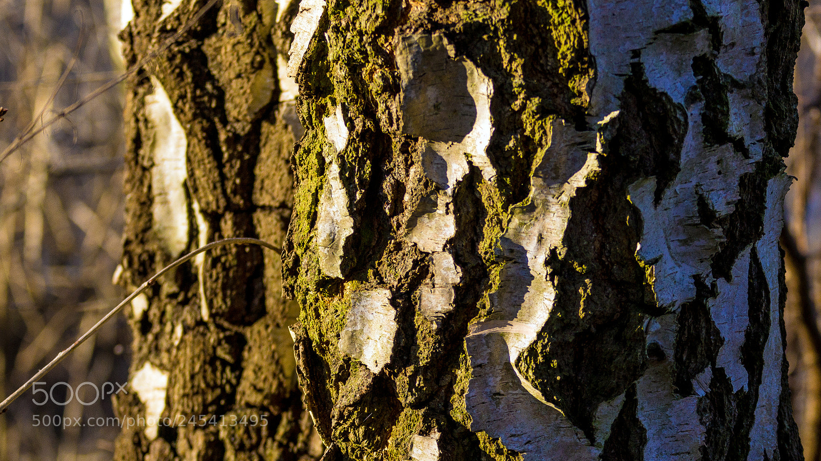 Sony SLT-A77 sample photo. Winter afternoon photography