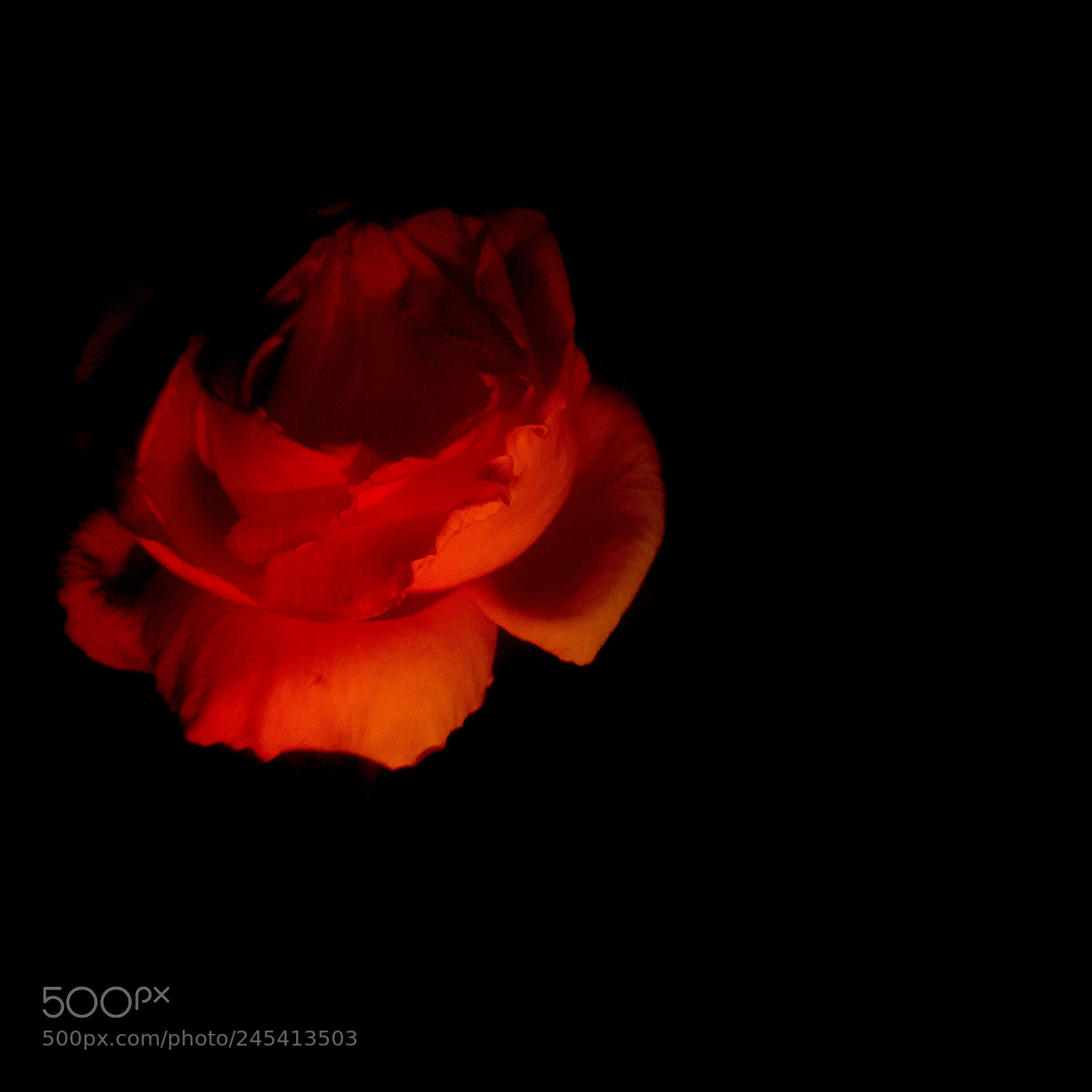 Apple iPhone 6 sample photo. The lonely rose photography