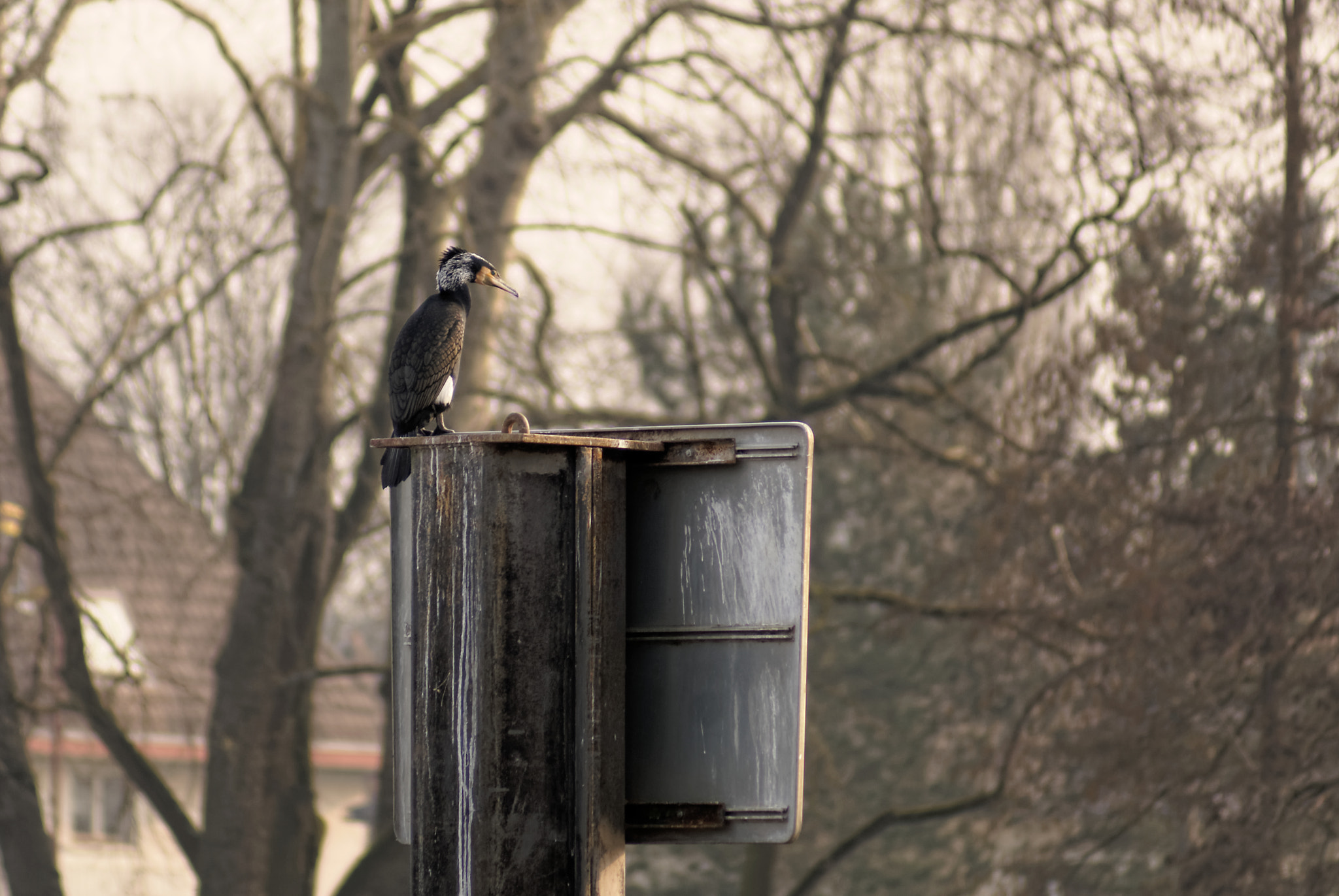 Sony 75-300mm F4.5-5.6 sample photo. No title (what kind of bird is it?) photography