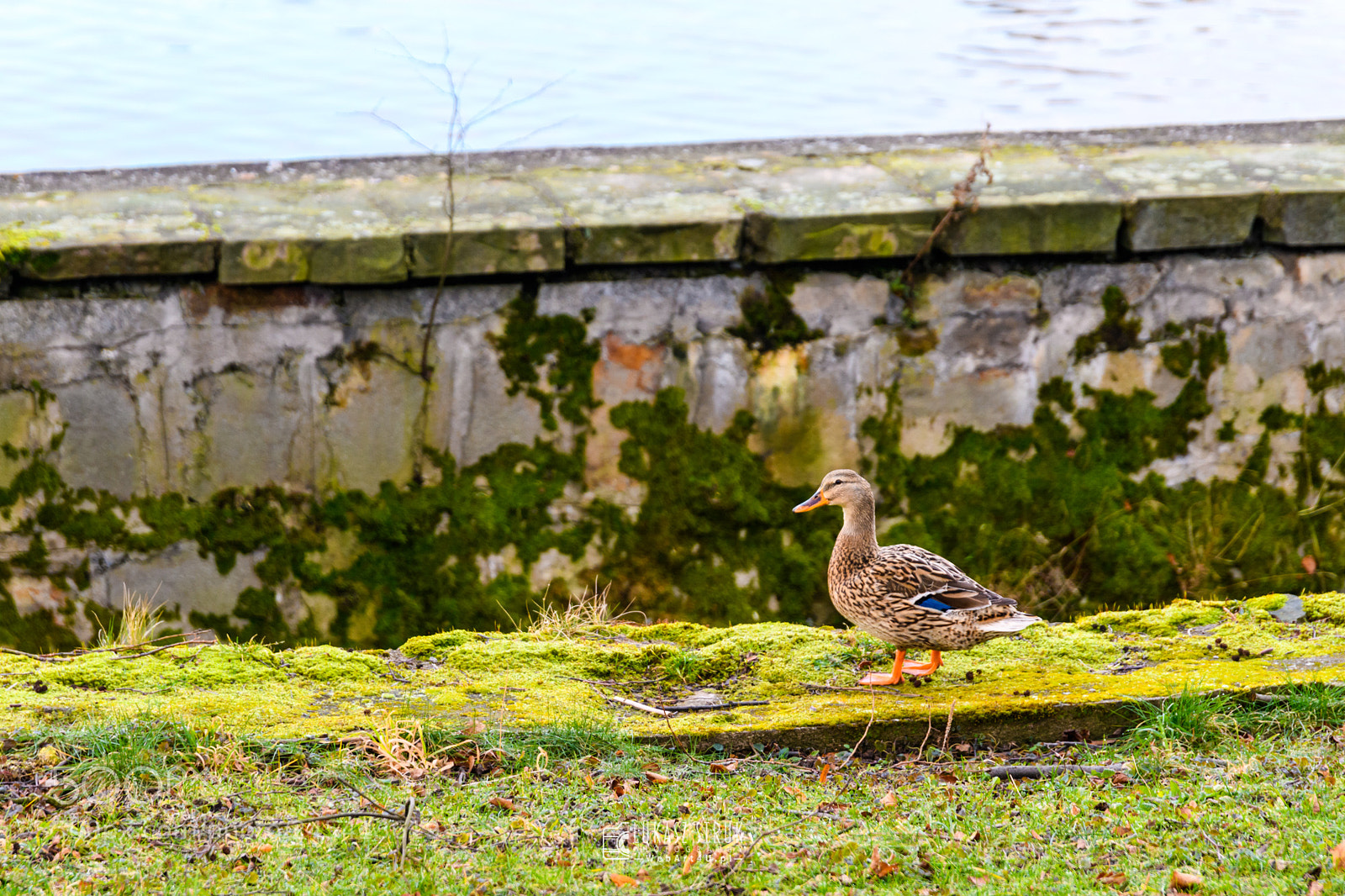 Nikon D850 sample photo. Duck photography